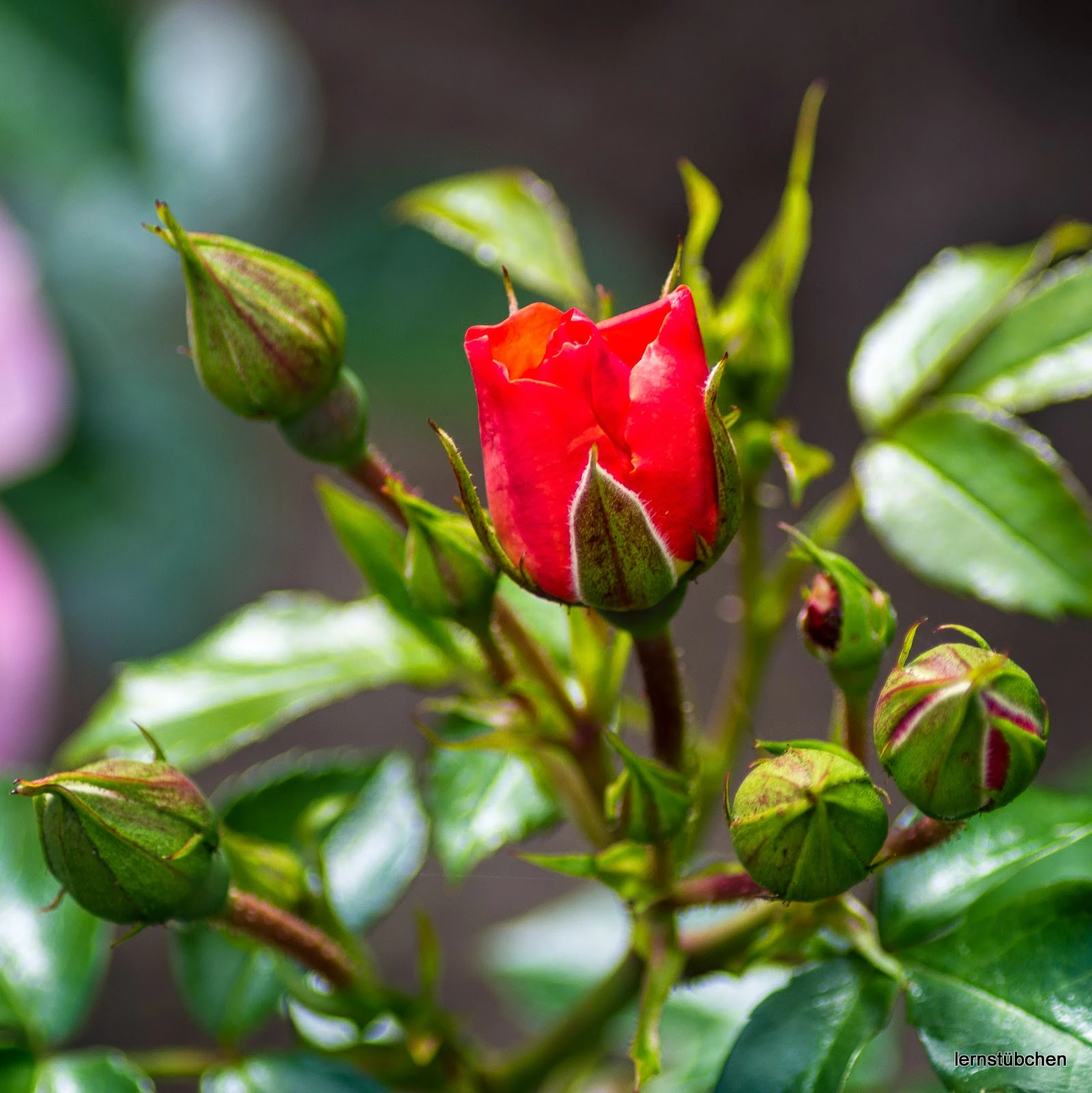 rote Rosenknospe.jpeg